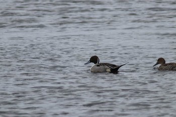 Northern Pintail Kushiro Port Sun, 3/24/2019