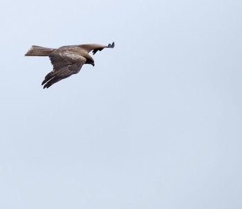 Sun, 6/23/2019 Birding report at 大沼公園(北海道七飯町)