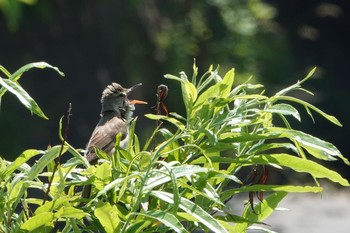 2019年6月24日(月) 松倉川の野鳥観察記録