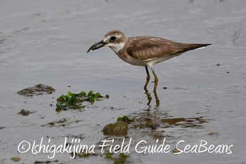 Greater Sand Plover Ishigaki Island Thu, 6/27/2019