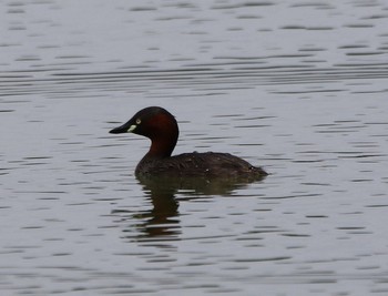 Little Grebe 山田池公園 Wed, 6/26/2019