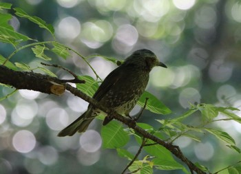 Brown-eared Bulbul 山田池公園 Wed, 6/26/2019