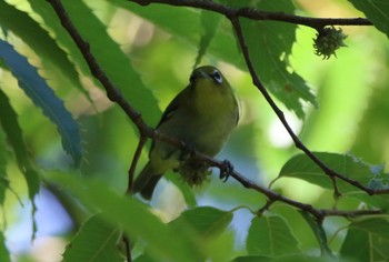 Warbling White-eye 山田池公園 Wed, 6/26/2019