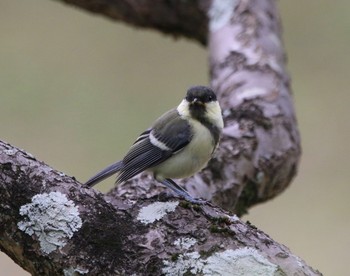 Japanese Tit 山田池公園 Wed, 6/26/2019