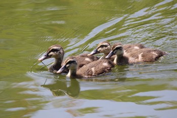 Eastern Spot-billed Duck 山田池公園 Wed, 6/26/2019