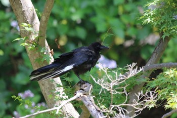 Carrion Crow 山田池公園 Wed, 6/26/2019