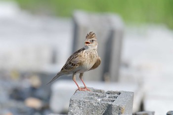 ヒバリ JR寺庄駅付近 2019年6月28日(金)