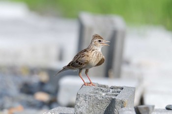 ヒバリ JR寺庄駅付近 2019年6月28日(金)