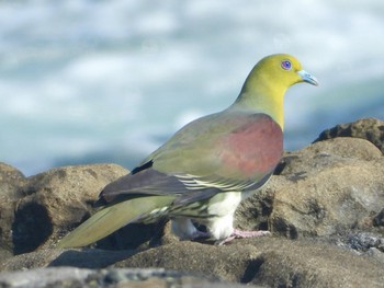 アオバト 大磯照ヶ崎海岸 2019年6月26日(水)