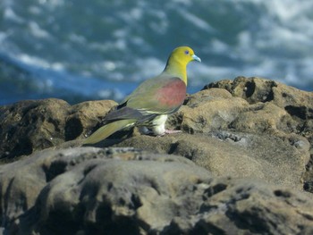 アオバト 大磯照ヶ崎海岸 2019年6月26日(水)