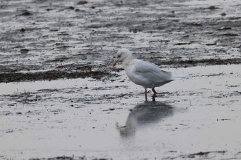 Glaucous Gull Notsuke Peninsula Sun, 3/24/2019