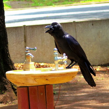 2019年6月28日(金) 神奈川県川崎市の野鳥観察記録