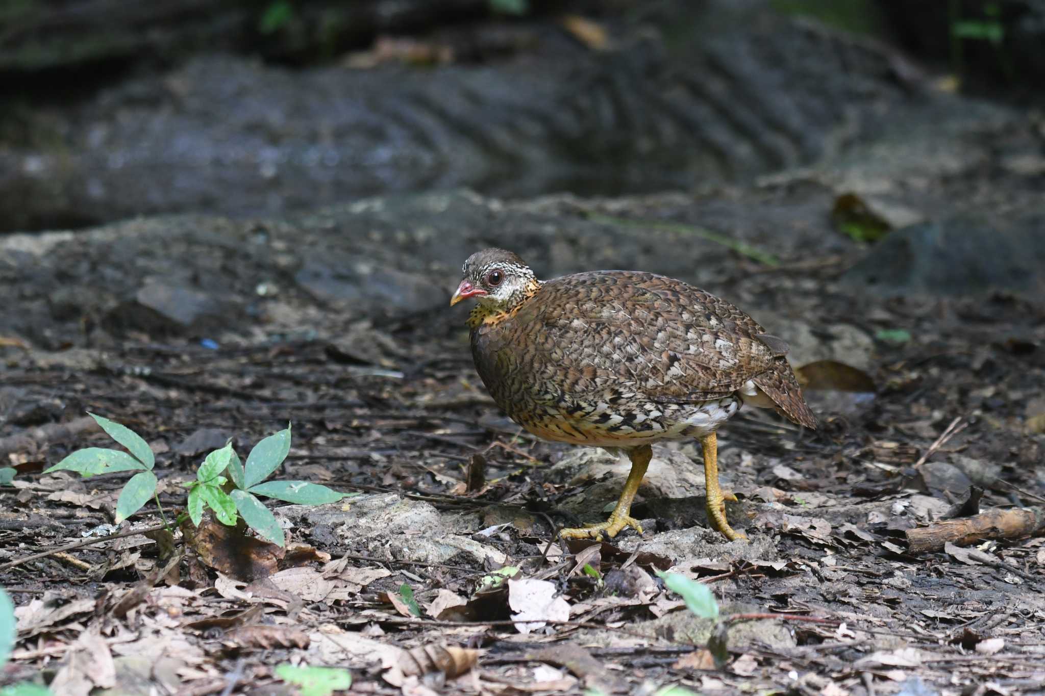 Photo of Green-legged Partridge at Kaeng Krachan National Park by あひる