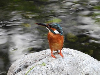 Common Kingfisher 立川 Fri, 6/28/2019