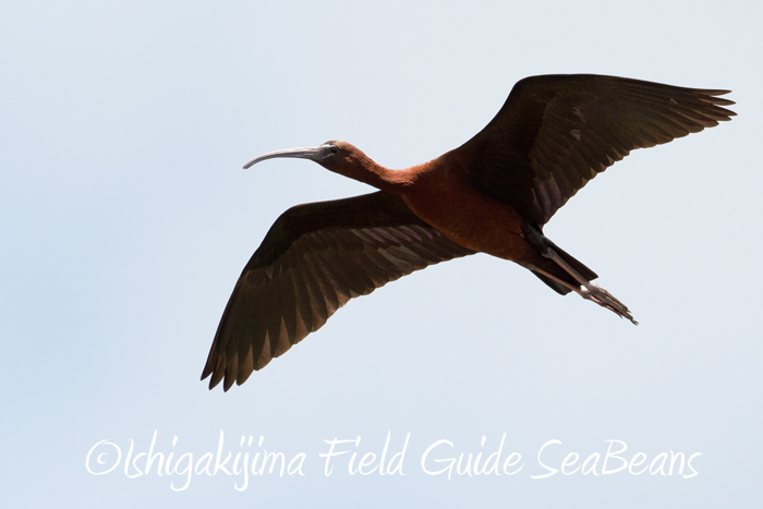 石垣島 ブロンズトキの写真 by 石垣島バードウオッチングガイドSeaBeans