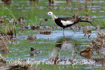 Pheasant-tailed Jacana