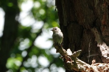 2019年6月24日(月) 北海道 函館市 見晴公園の野鳥観察記録