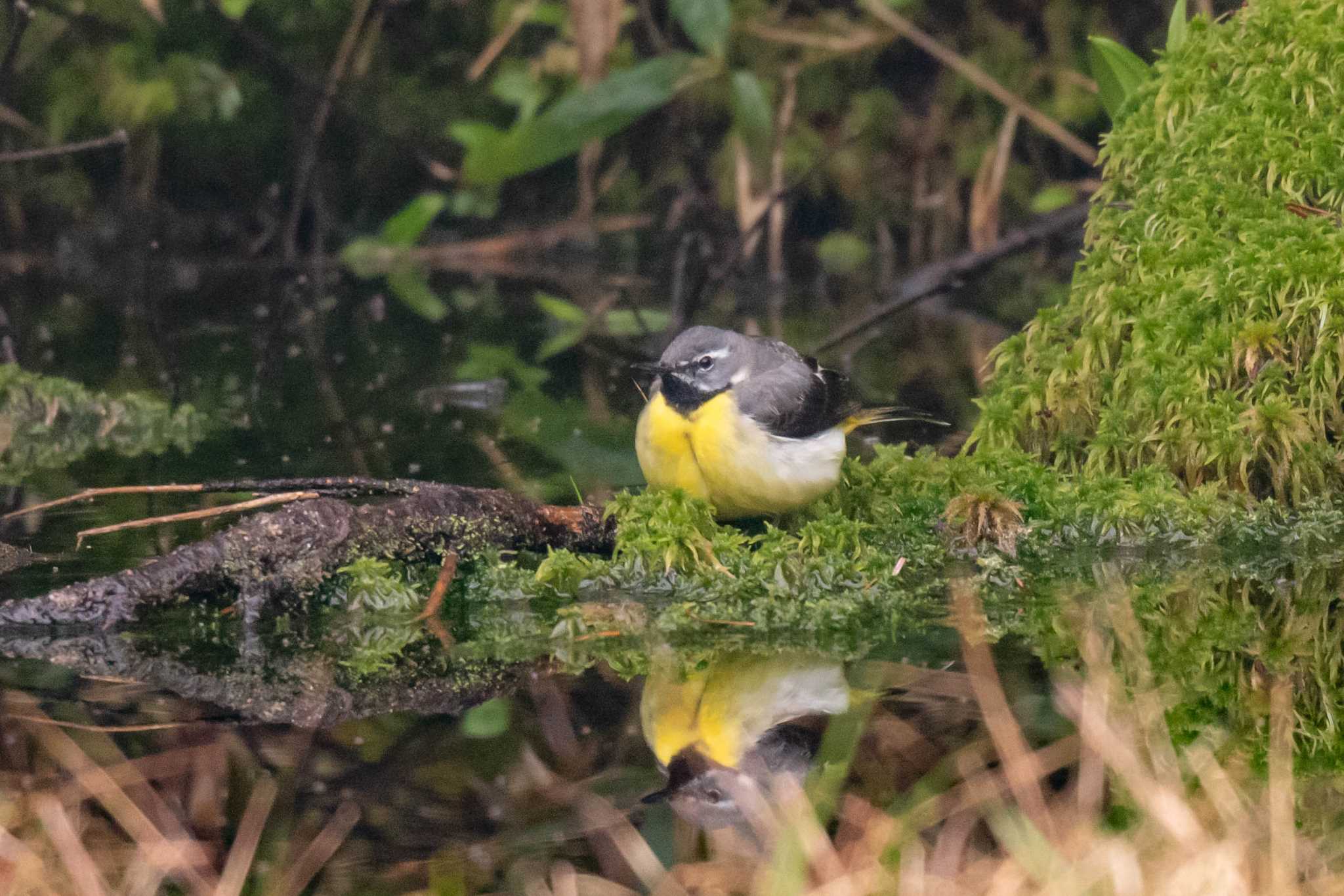 駒鳥の池 キセキレイの写真 by good!tk