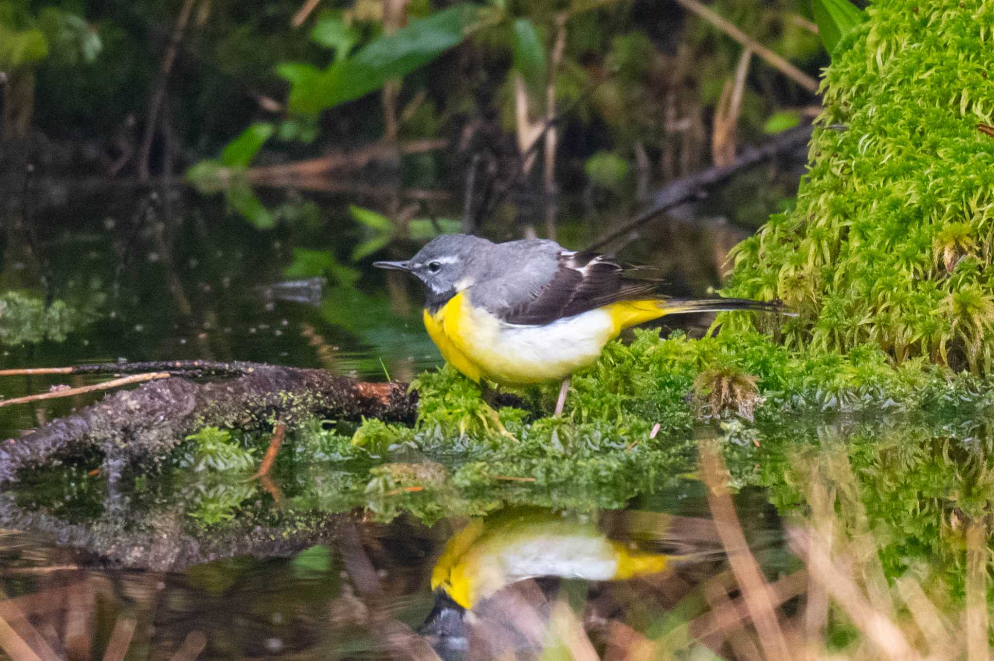 駒鳥の池 キセキレイの写真 by good!tk