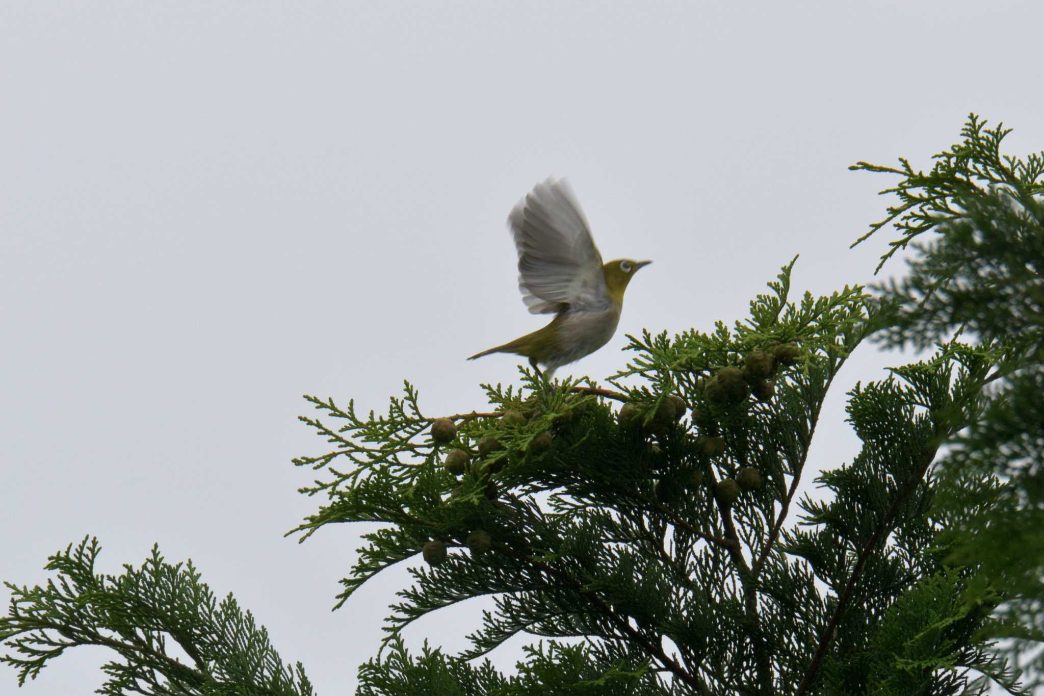 Warbling White-eye