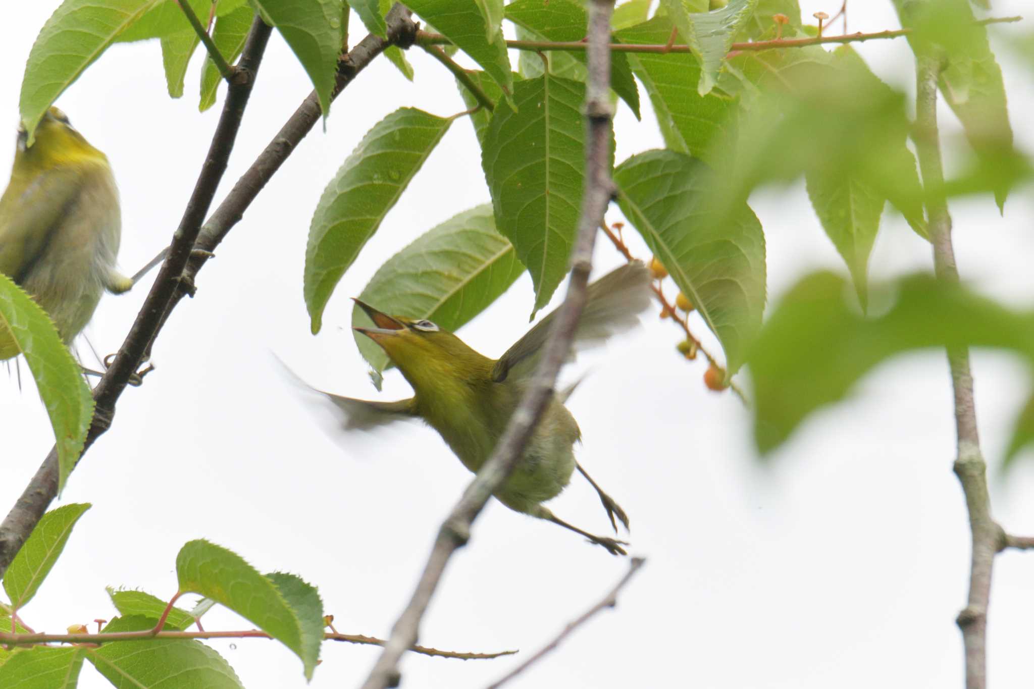 Photo of Warbling White-eye at 滋賀県甲賀市甲南町創造の森 by masatsubo