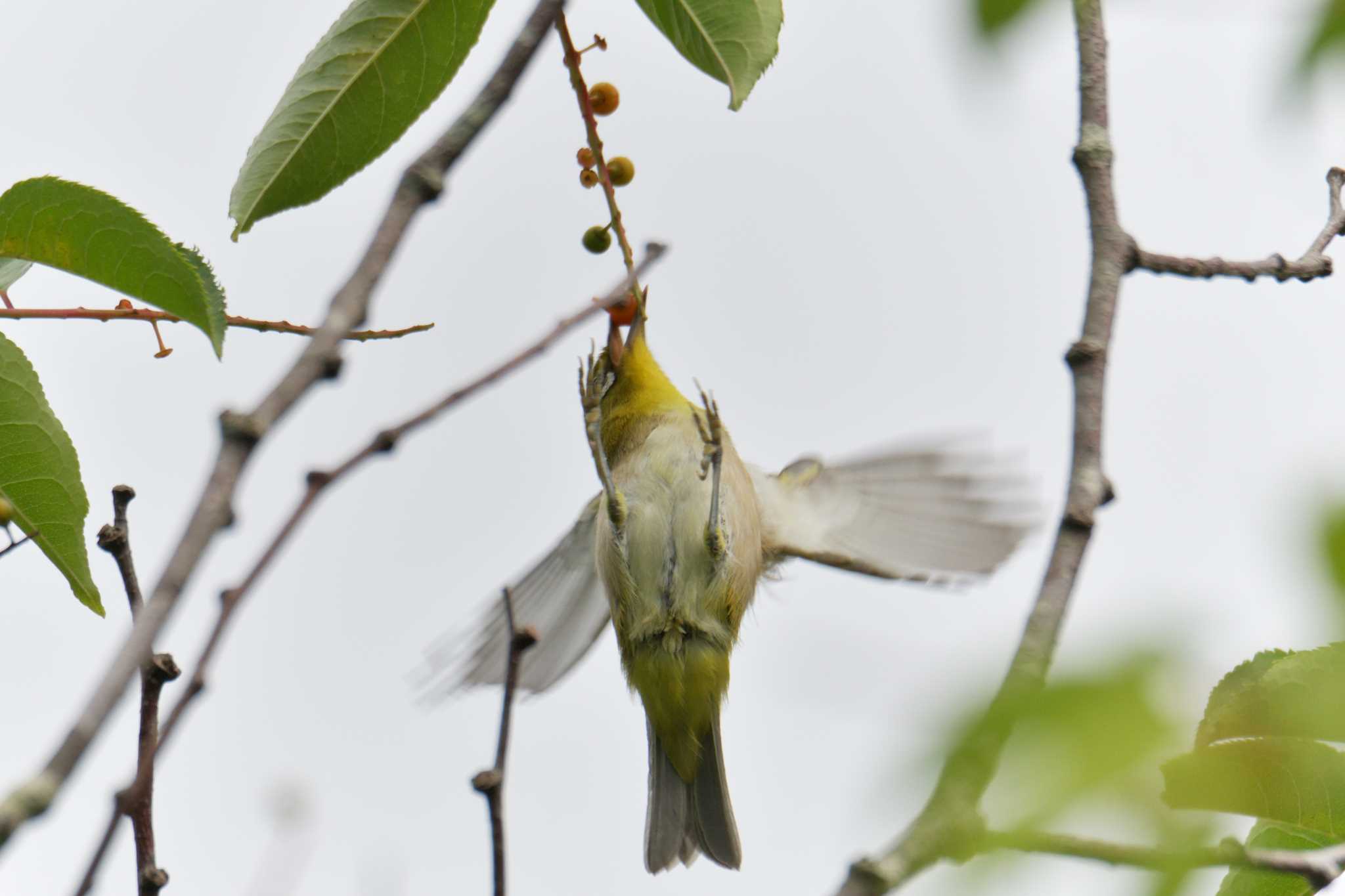 滋賀県甲賀市甲南町創造の森 メジロの写真 by masatsubo