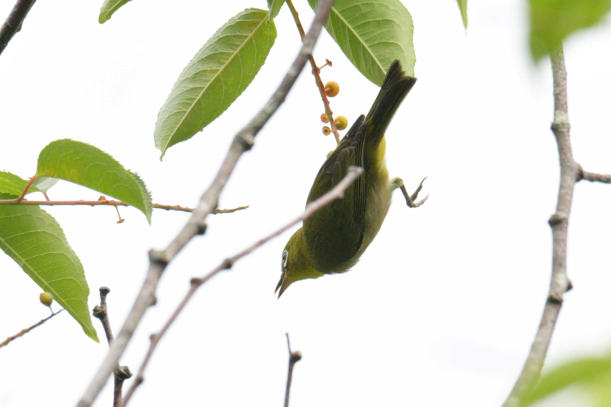 Warbling White-eye