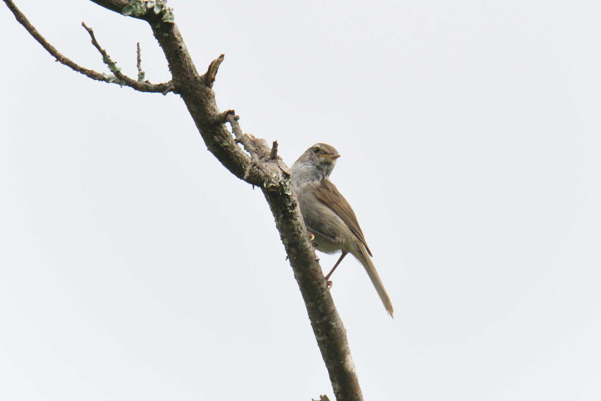 Japanese Bush Warbler