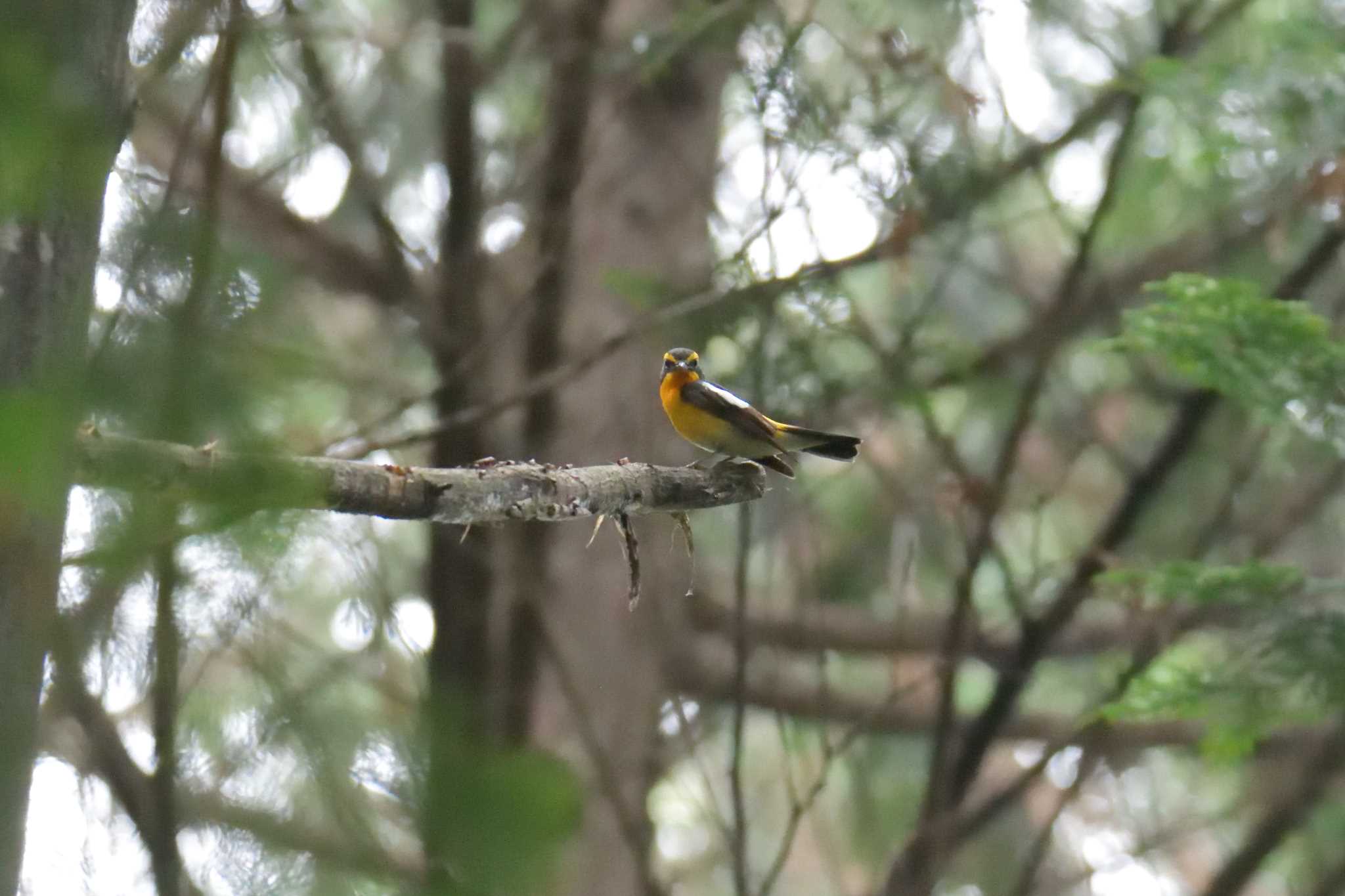 Narcissus Flycatcher