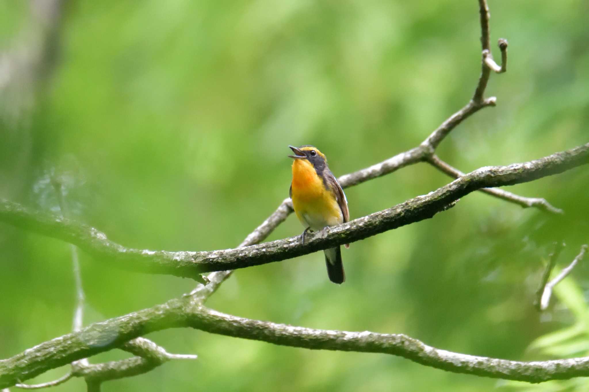 Photo of Narcissus Flycatcher at 滋賀県甲賀市甲南町創造の森 by masatsubo