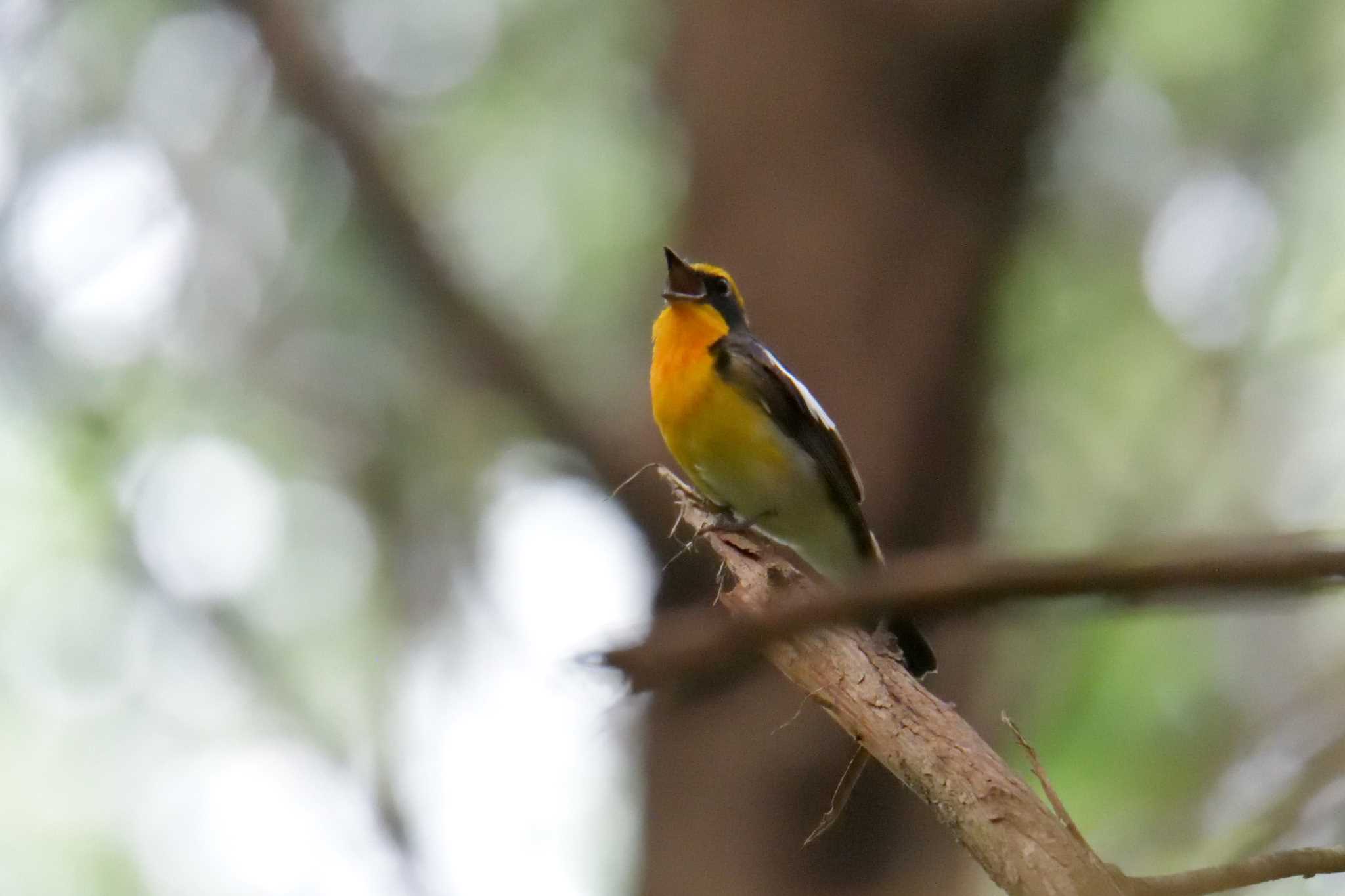 Narcissus Flycatcher