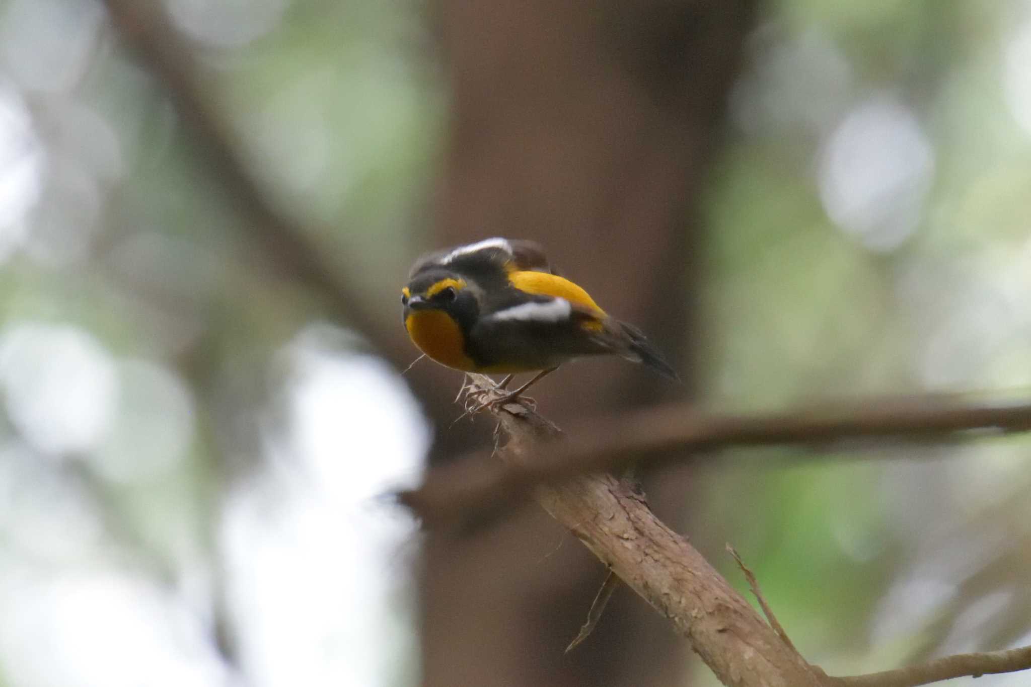 Narcissus Flycatcher