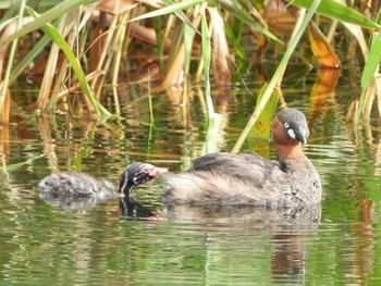 Little Grebe 兵庫県　明石市 Sat, 6/29/2019