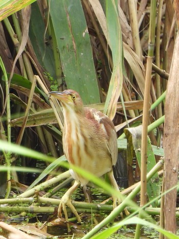 Yellow Bittern 兵庫県　明石市 Sat, 6/29/2019