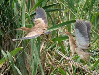 Yellow Bittern 兵庫県　明石市 Sat, 6/29/2019