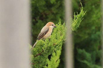 2019年6月29日(土) 北海道　函館市　函館空港脇の野鳥観察記録