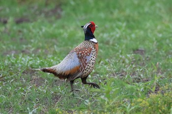 Common Pheasant 北海道　函館市　函館空港脇 Sat, 6/29/2019