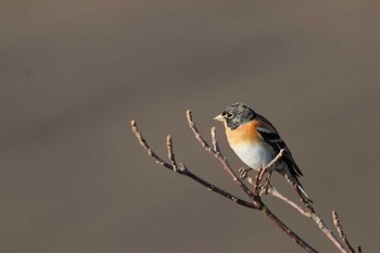 Brambling Daijugarami Higashiyoka Coast Mon, 1/14/2019