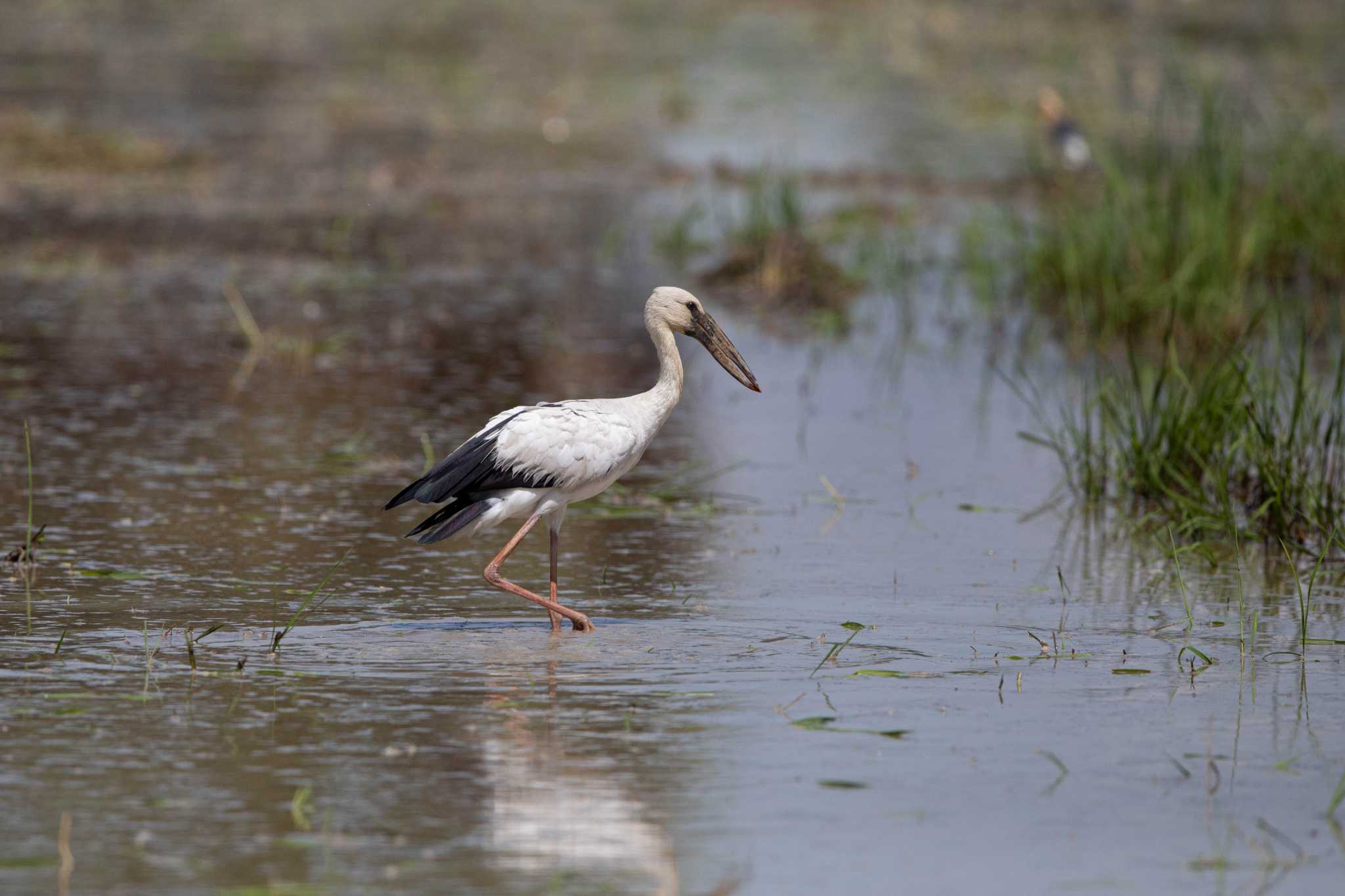 Photo of Asian Openbill at ペッチャブリー水田エリア by Trio