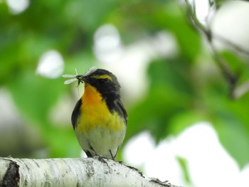 2019年6月29日(土) ニセコの野鳥観察記録