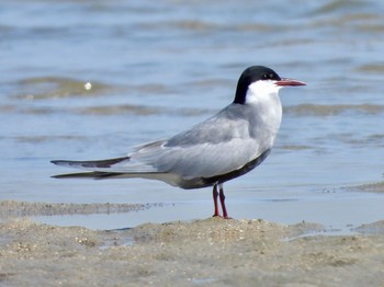 Whiskered Tern 兵庫県西宮市 Wed, 6/5/2019