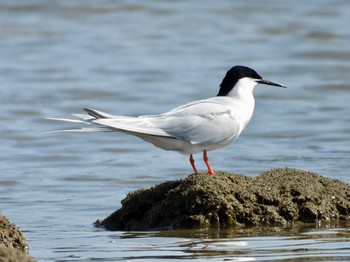 Roseate Tern