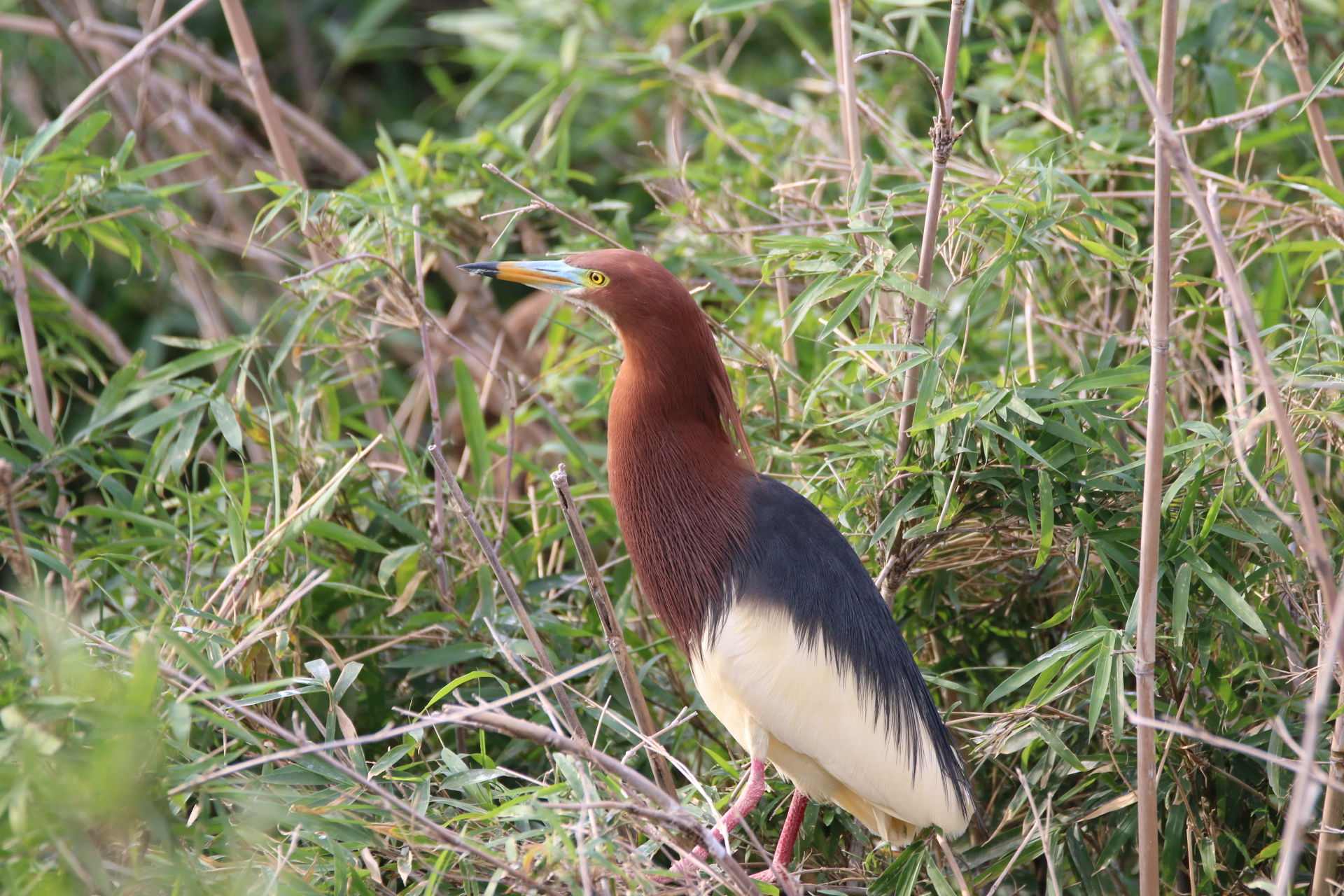 Photo of Chinese Pond Heron at  by ゴロー