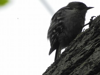 2019年6月30日(日) 大沼国立公園の野鳥観察記録