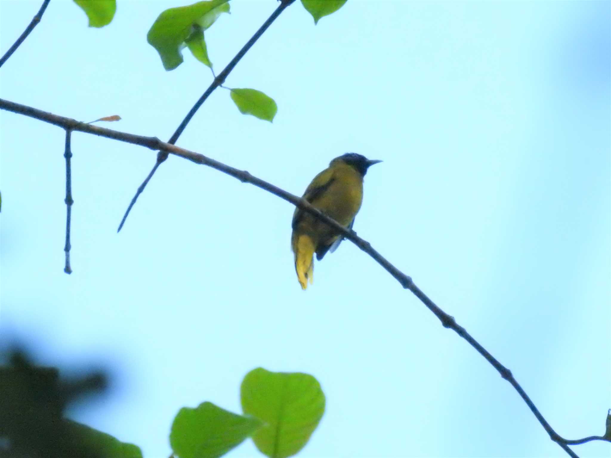 Black-headed Bulbul