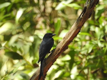 Crow-billed Drongo タイ南部 Thu, 2/28/2019