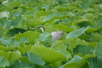 2019年6月30日(日) 上野恩賜公園の野鳥観察記録