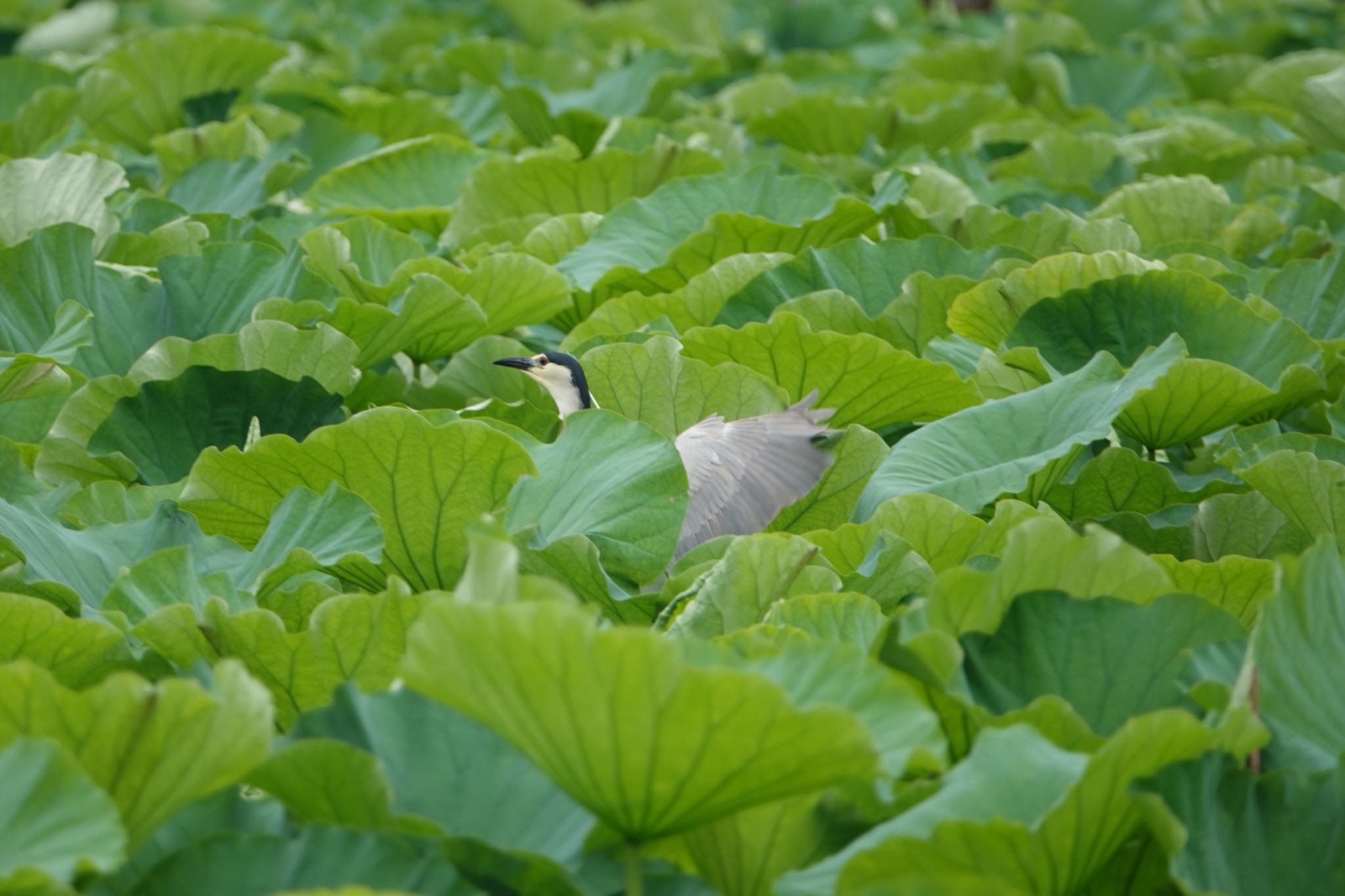 上野恩賜公園 ゴイサギの写真 by ひじり