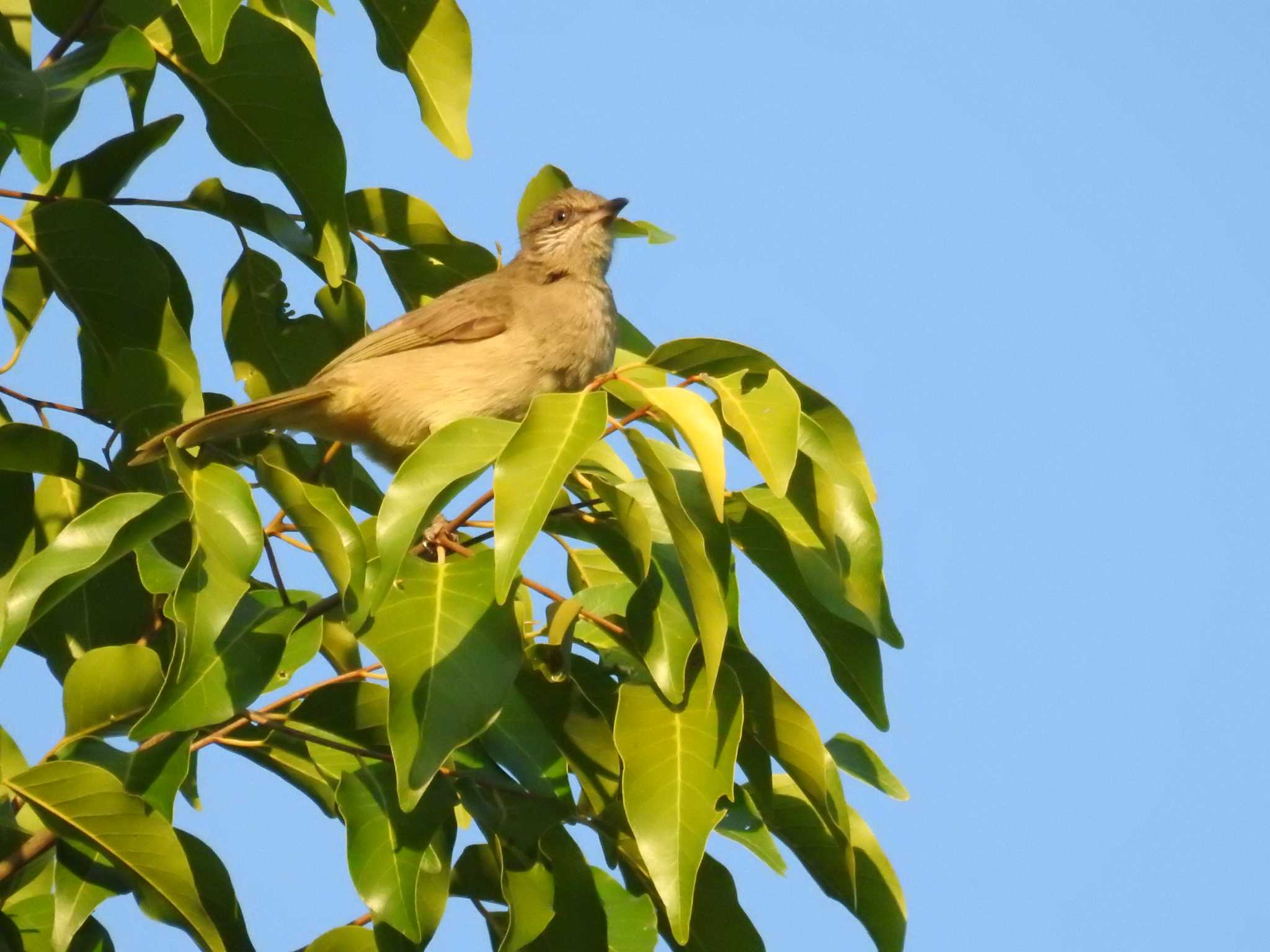 Photo of Ayeyarwady Bulbul at タイ南部 by でみこ