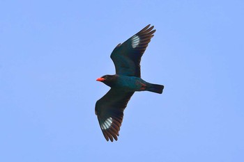 Oriental Dollarbird